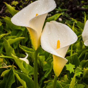 Zantedeschia aethiopica – Cala blanca