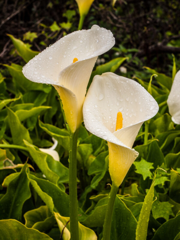 Zantedeschia aethiopica – Cala blanca