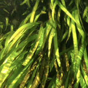 Vallisneria