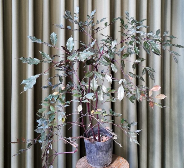 Leea guineensis burgundy
