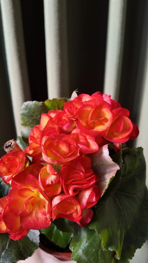 Begonia × tuberhybrida - Imagen 2