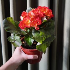 Begonia × tuberhybrida