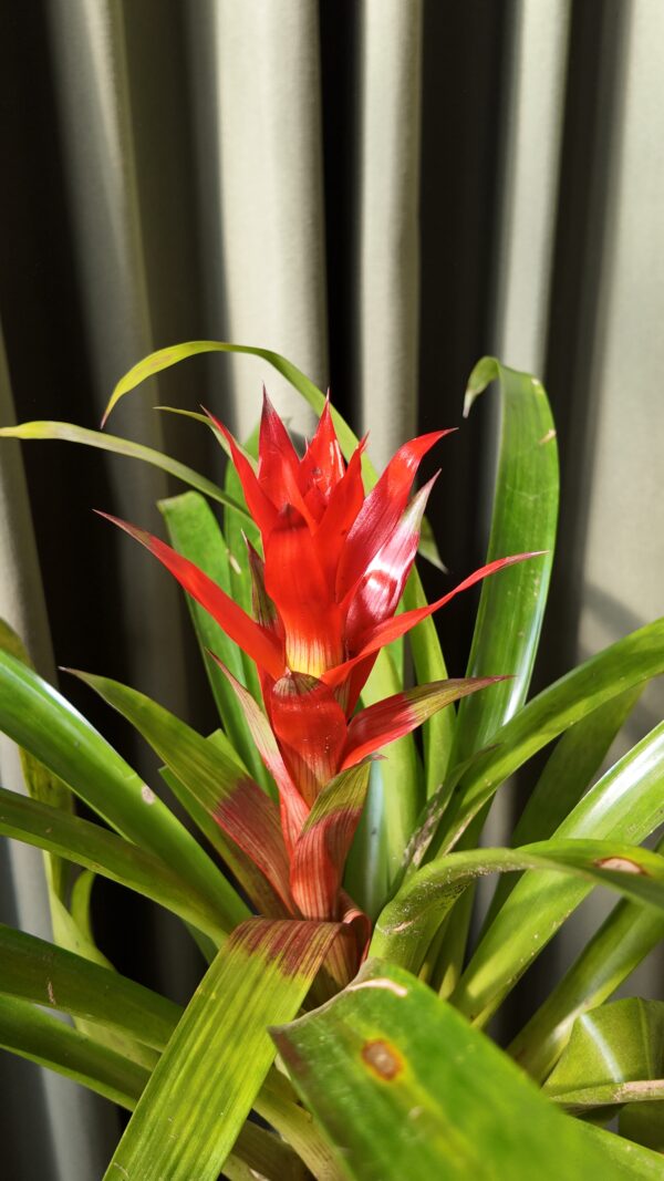 Guzmania lingulata - Imagen 2