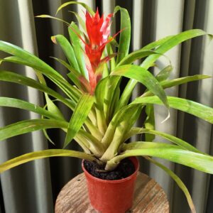Guzmania lingulata
