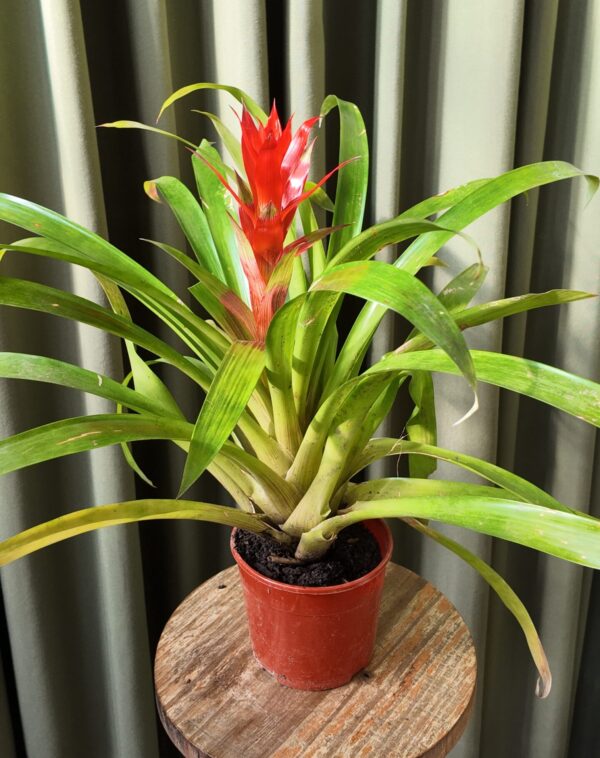 Guzmania lingulata