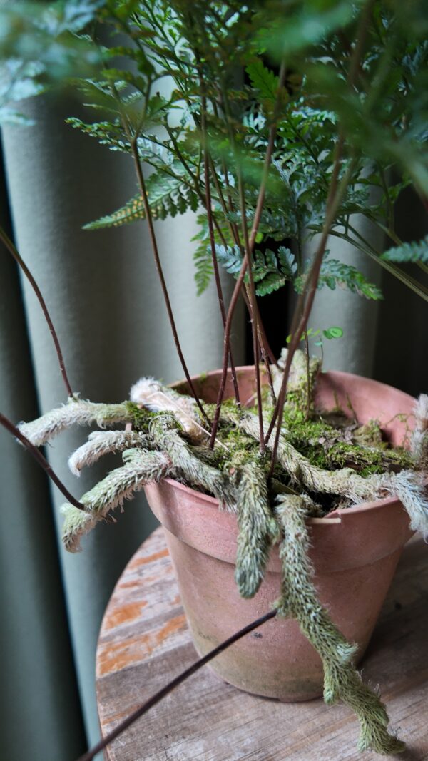 Davallia fejeensis (Helecho pata de conejo) - Imagen 2