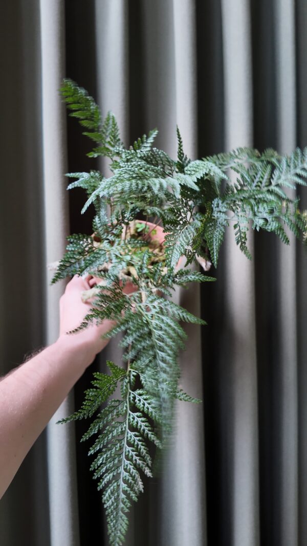 Davallia fejeensis (Helecho pata de conejo) - Imagen 3