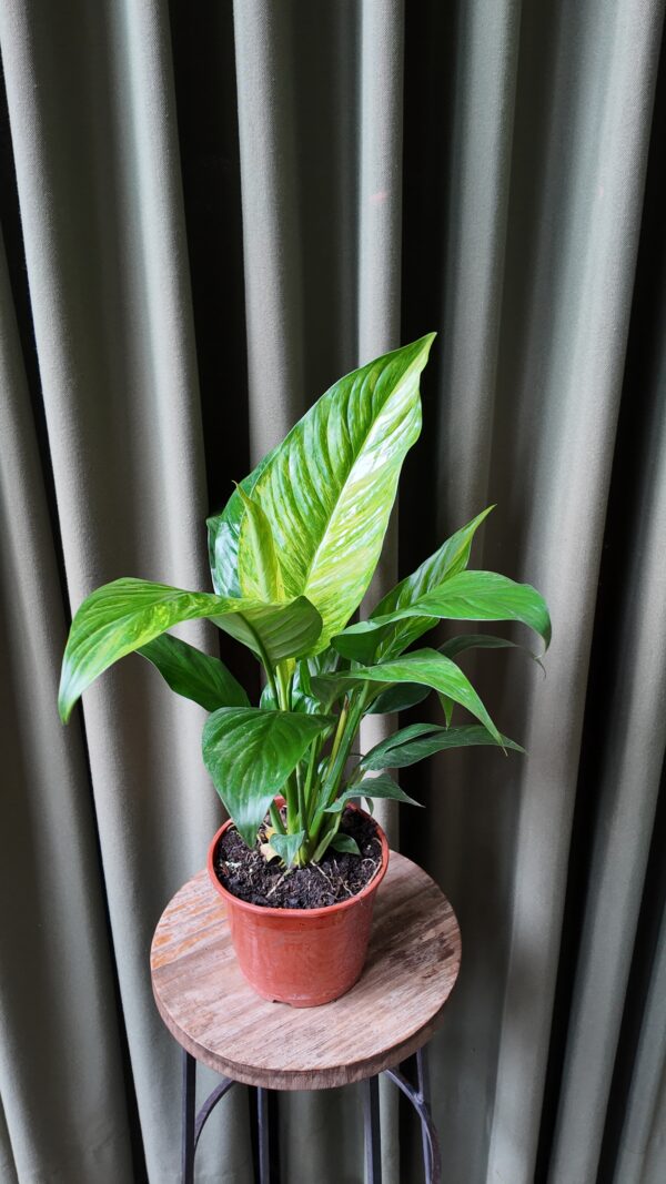Spathiphyllum aurea variegata - Imagen 2