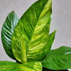 Spathiphyllum aurea variegata