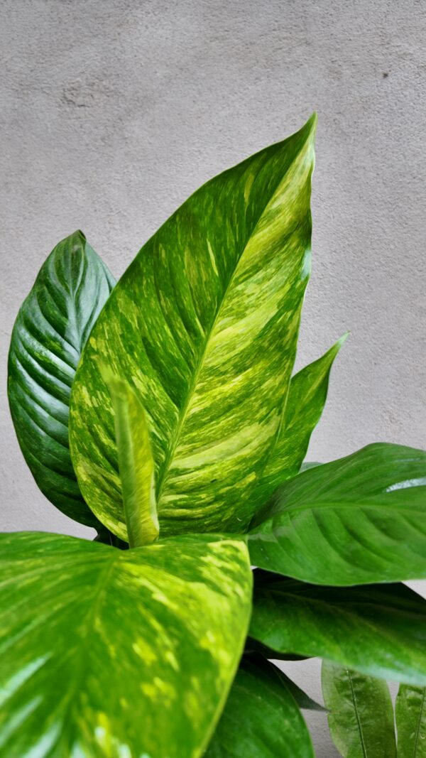 Spathiphyllum aurea variegata