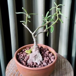 Pachypodium bispinosum en maceta