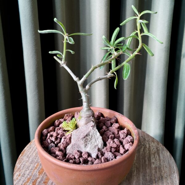 Pachypodium bispinosum en maceta