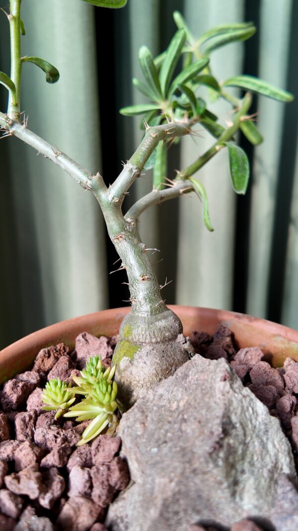 Pachypodium bispinosum en maceta - Imagen 2
