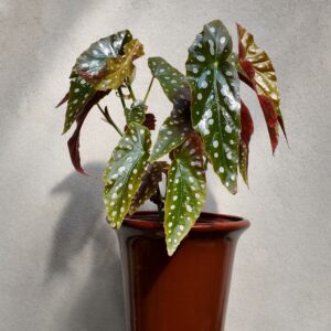 Begonia Maculata en maceta ceramica