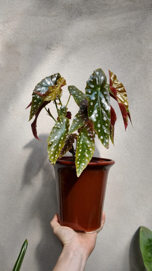 Begonia Maculata en maceta ceramica