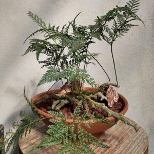 Davallia fejeensis (Helecho pata de conejo) en maceta
