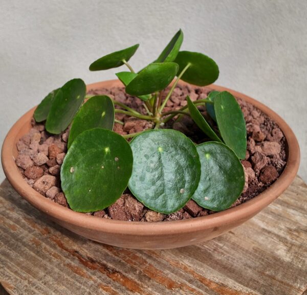 Pilea Peperomioides en maceta