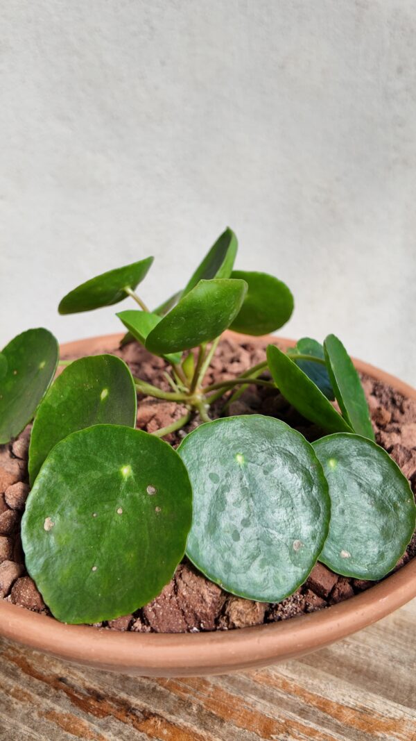 Pilea Peperomioides en maceta - Imagen 2