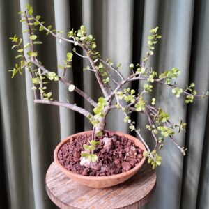 Arbol de jade en maceta (Crassula ovata)