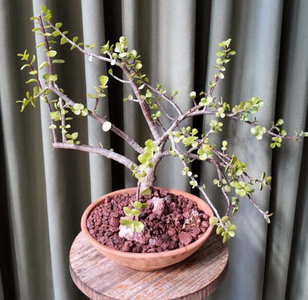 Arbol de jade en maceta (Crassula ovata)
