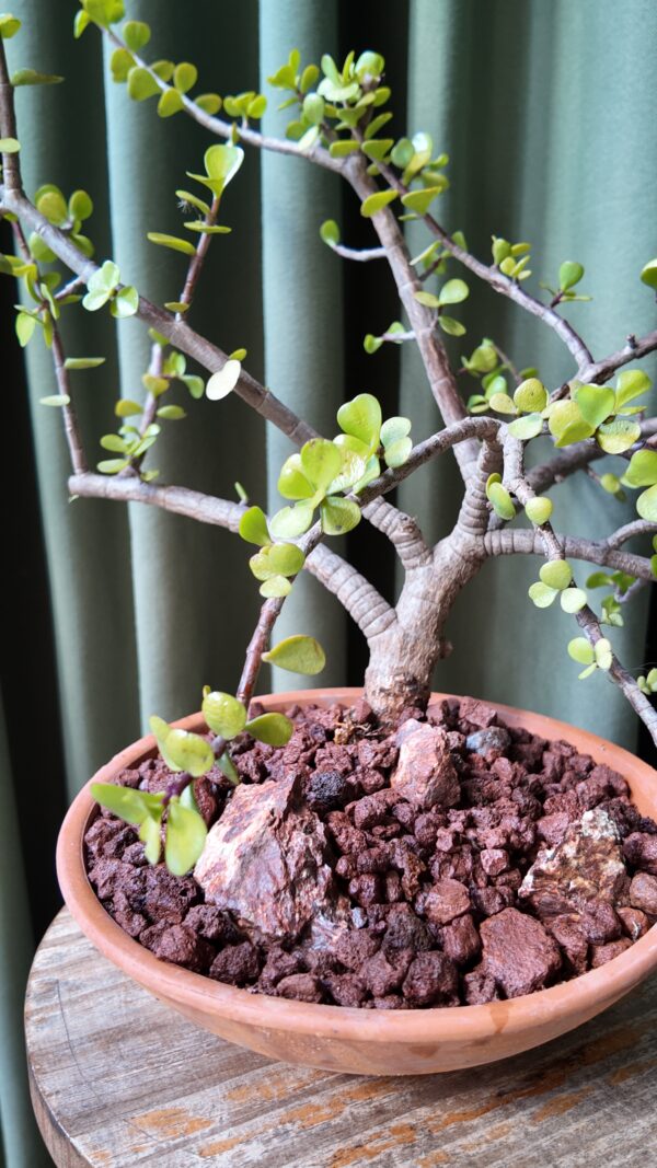 Arbol de jade en maceta (Crassula ovata) - Imagen 2