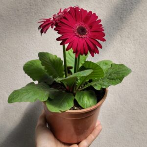 Gerbera jamesonii