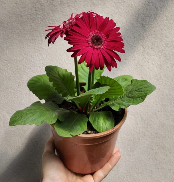 Gerbera jamesonii