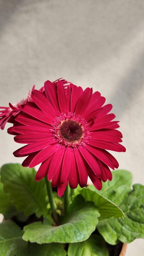 Gerbera jamesonii - Imagen 2