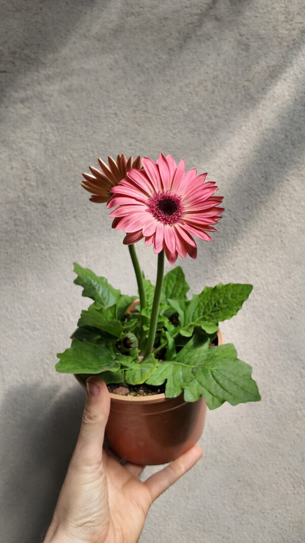 Gerbera jamesonii rosa - Imagen 2