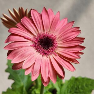 Gerbera jamesonii rosa