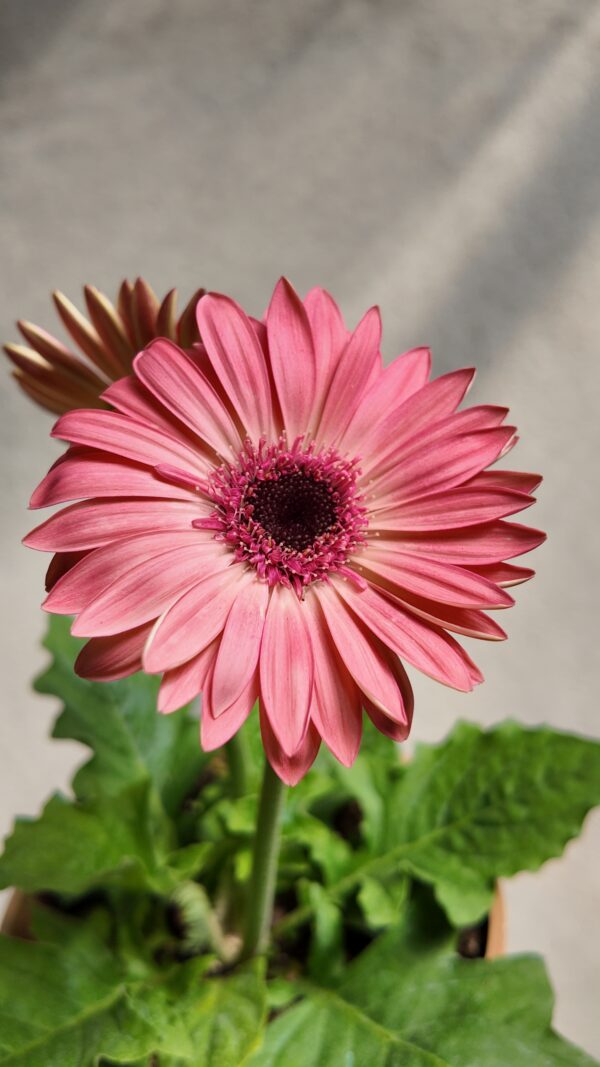 Gerbera jamesonii rosa