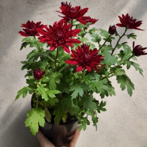 Crisantemo (Chrysanthemum morifolium)