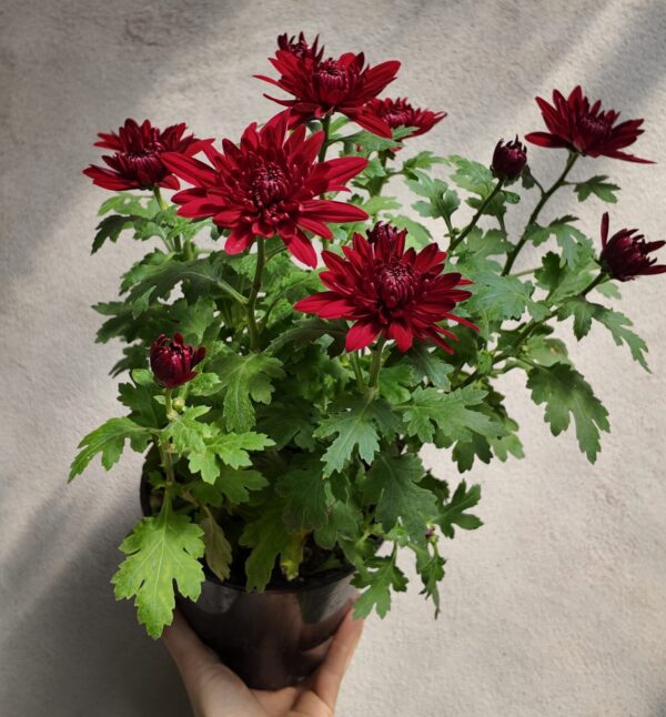 Crisantemo (Chrysanthemum morifolium)