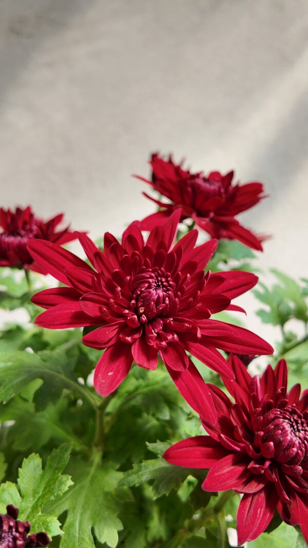 Crisantemo (Chrysanthemum morifolium) - Imagen 2