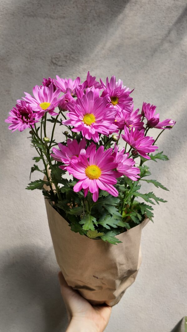 Crisantemo margarita rosa - Imagen 2