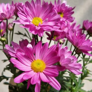 Crisantemo margarita rosa