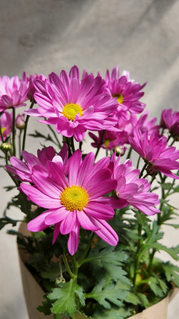 Crisantemo margarita rosa