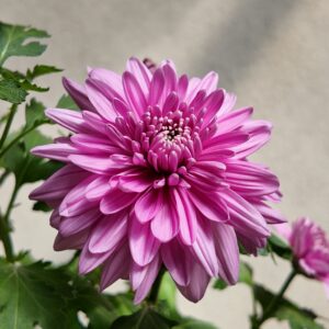 Crisantemo rosa (Chrysanthemum morifolium)