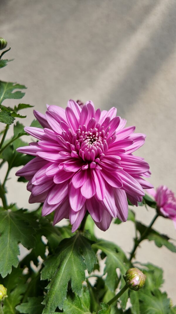 Crisantemo rosa (Chrysanthemum morifolium)