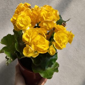 Begonia × tuberhybrida amarillas