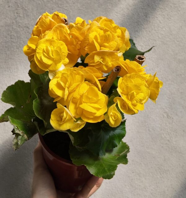Begonia × tuberhybrida amarillas