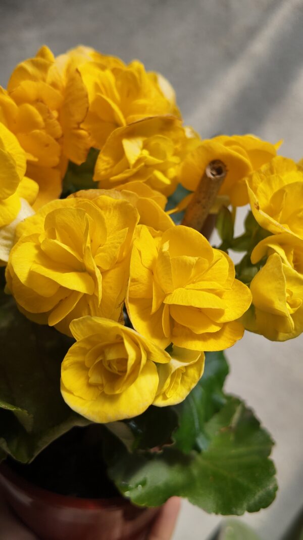 Begonia × tuberhybrida amarillas - Imagen 2