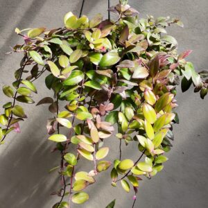 Aeschynanthus radicans (planta lápiz de labios)