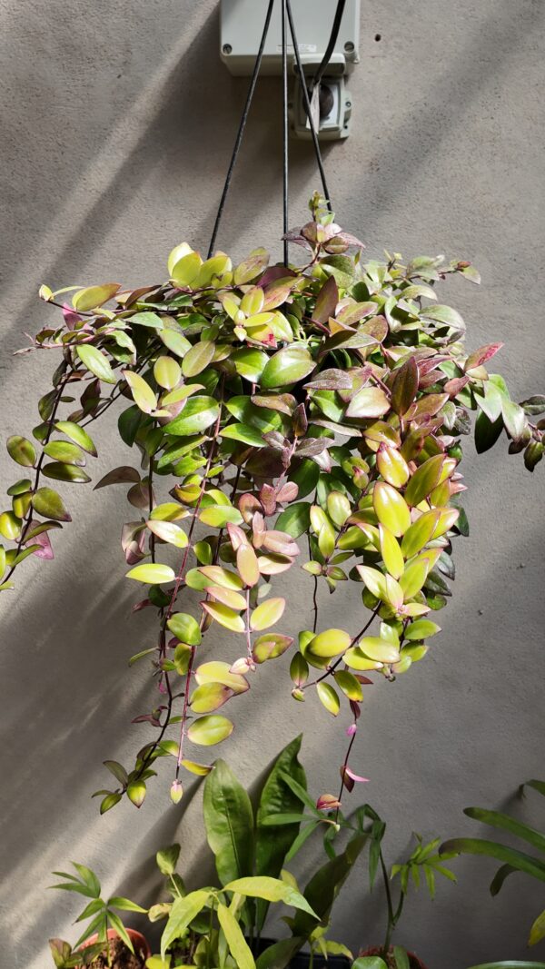 Aeschynanthus radicans (planta lápiz de labios)