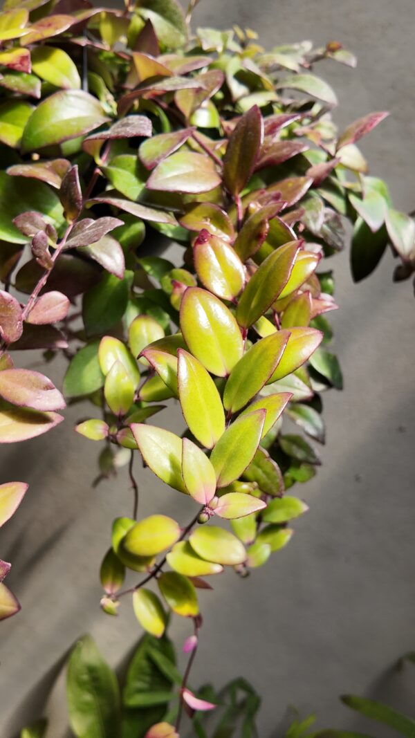 Aeschynanthus radicans (planta lápiz de labios) - Imagen 2