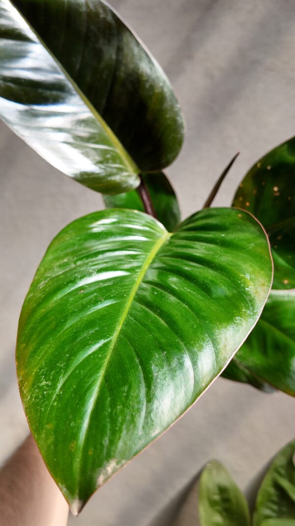 Philodendron red congo - Imagen 2