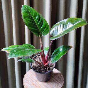 Philodendron red congo