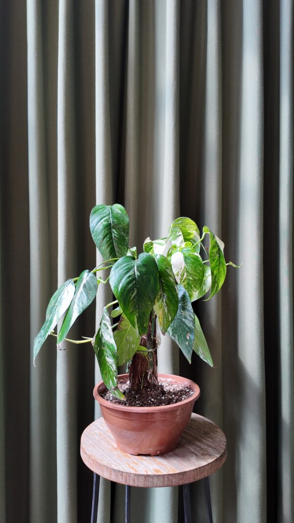 Epipremnum pinnatum ‘Albo Variegata’ - Imagen 2