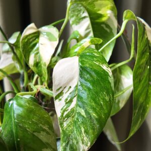 Epipremnum pinnatum ‘Albo Variegata’