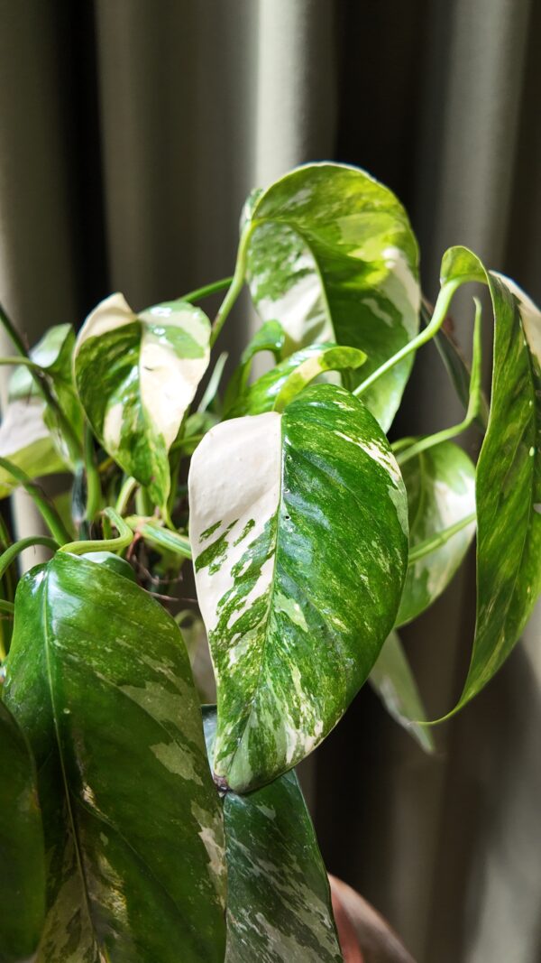 Epipremnum pinnatum ‘Albo Variegata’